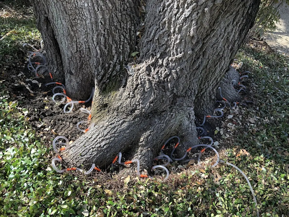 Detailed Tree Cabling and Bracing job site in Sweet Valley