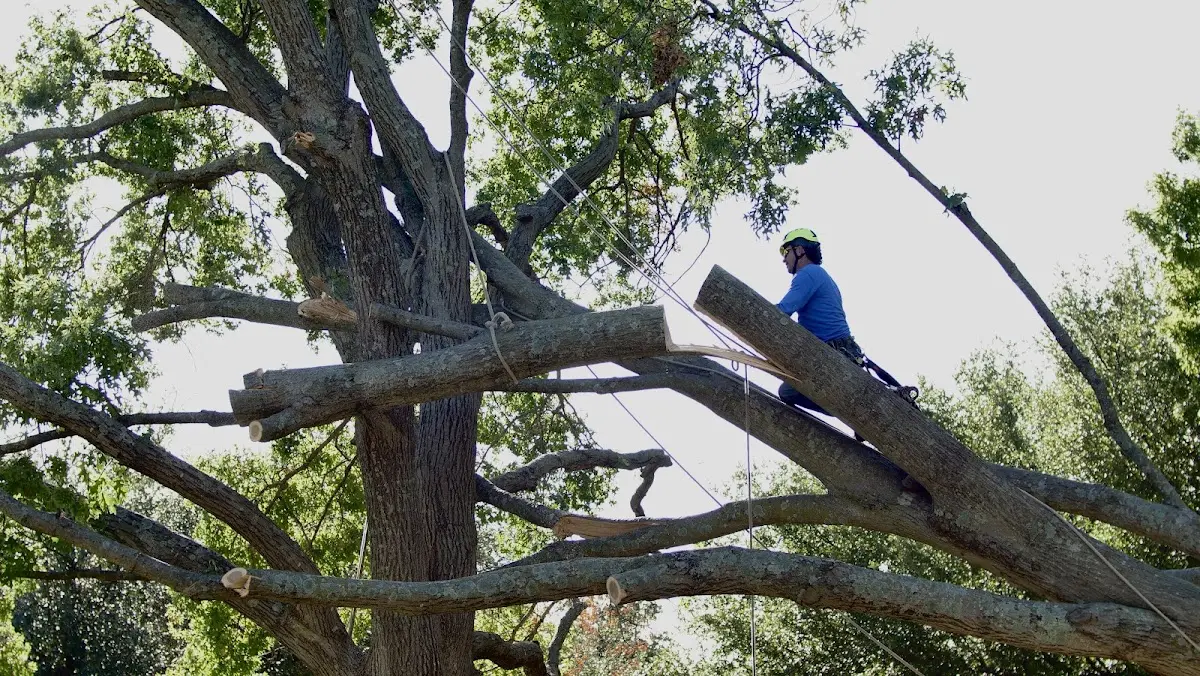 Professional Hazardous Tree Removal performed by certified arborists in Sweet Valley