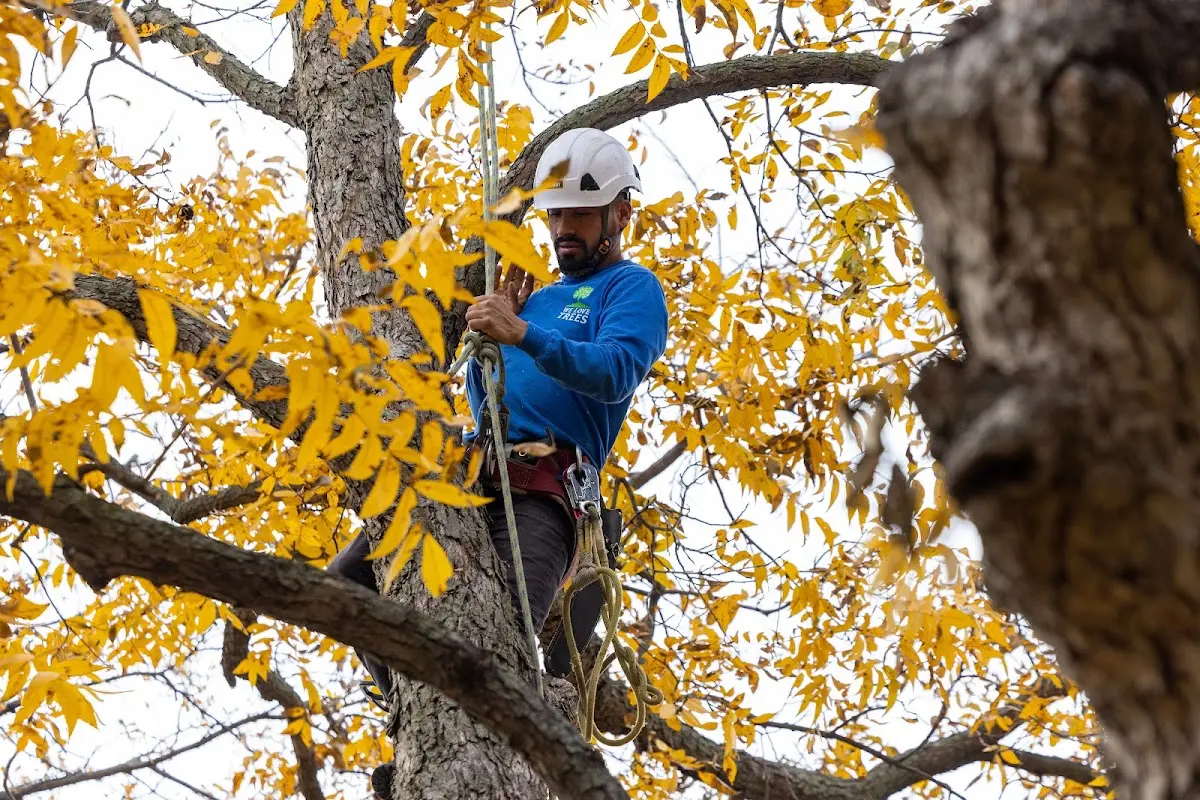Skilled Tree Pruning crew working in Sweet Valley